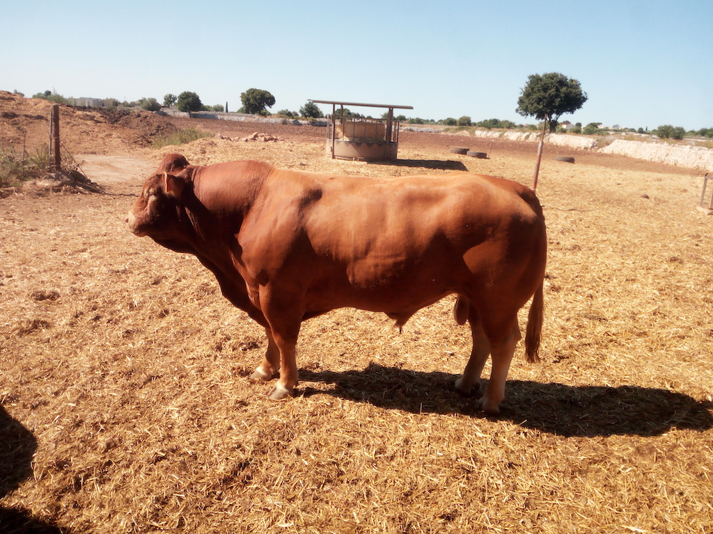 toro discendenza bambù